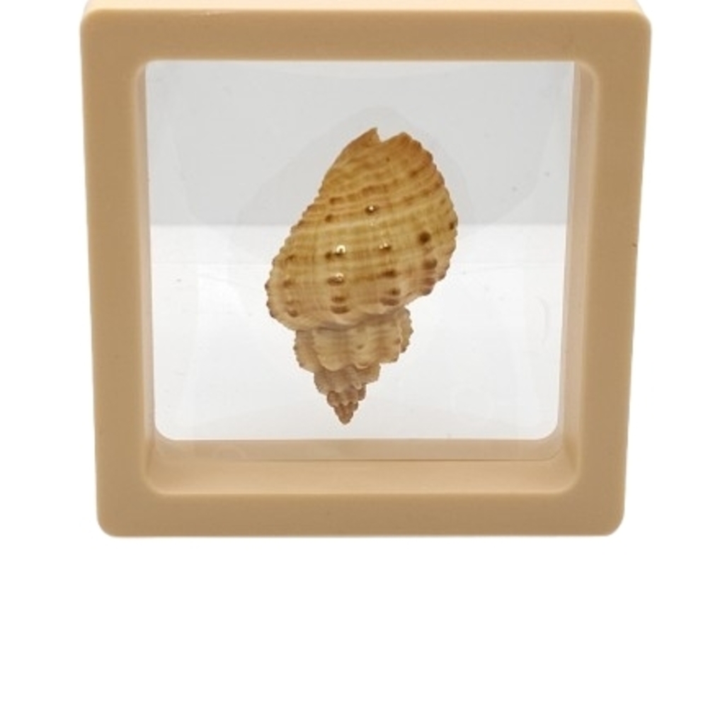 2.75 x 2.75 Decorative Seashell Display
